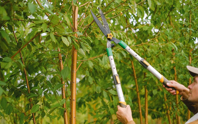Tree trimming in Grass Valley, OR