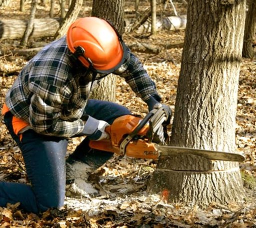 Tree Removal in Grass Valley, OR